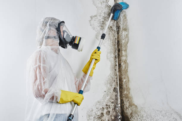 Best Mold Cleaning Services  in Winner, SD
